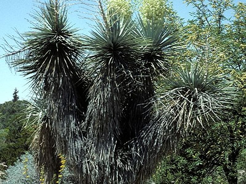 Yucca Elephantipes Syn. Y. Guatemalensis Photo: Peter Hodgkiss | Yucca | Agavaceae