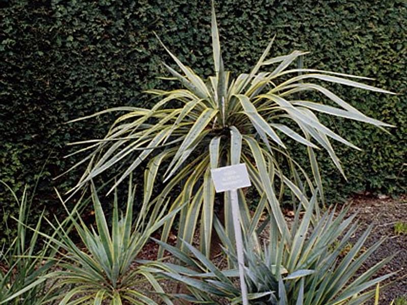 Yucca Elephantipes Syn. Y. Guatemalensis Photo: Peter Hodgkiss | Yucca | Agavaceae