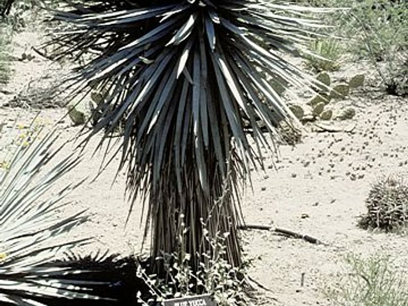 Yucca Elephantipes Syn. Y. Guatemalensis Photo: Peter Hodgkiss | Yucca | Agavaceae