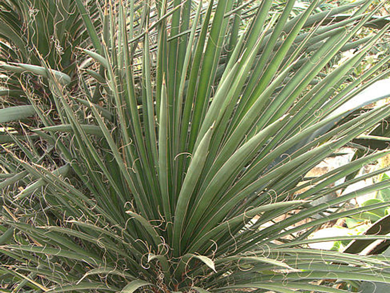 Yucca Elephantipes Syn. Y. Guatemalensis Photo: Peter Hodgkiss | Yucca | Agavaceae