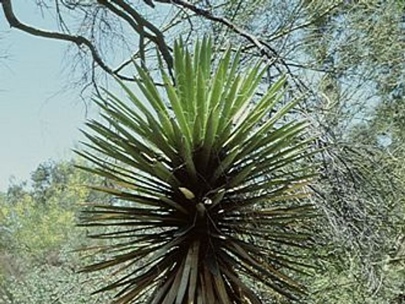 Yucca Elephantipes Syn. Y. Guatemalensis Photo: Peter Hodgkiss | Yucca | Agavaceae