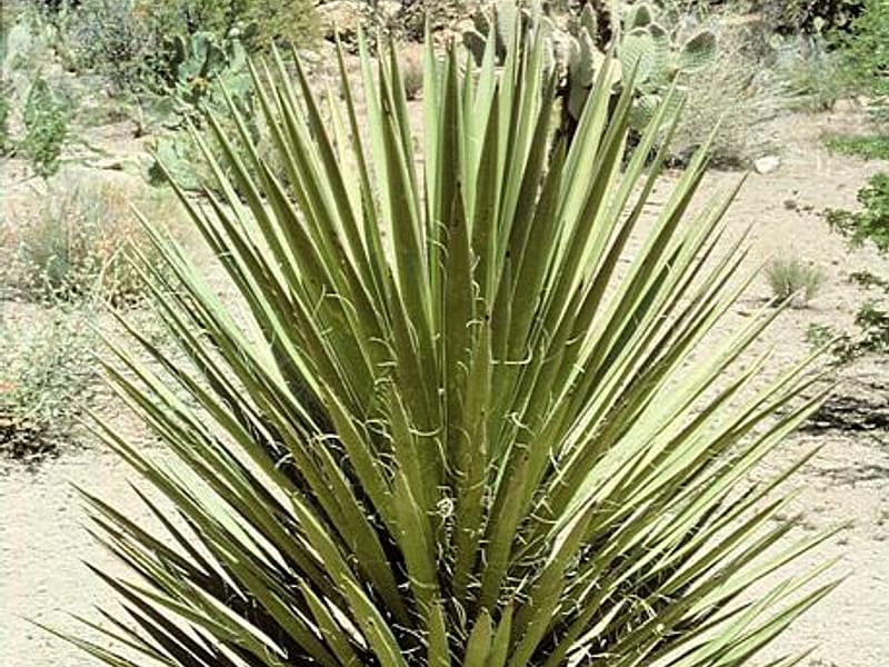 Yucca Elephantipes Syn. Y. Guatemalensis Photo: Peter Hodgkiss | Yucca | Agavaceae