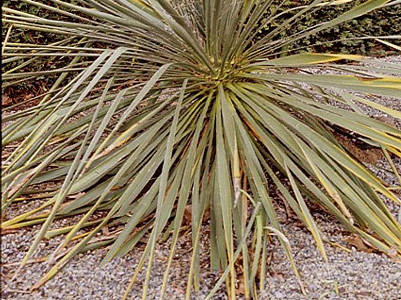 Yucca Elephantipes Syn. Y. Guatemalensis Photo: Peter Hodgkiss | Yucca | Agavaceae