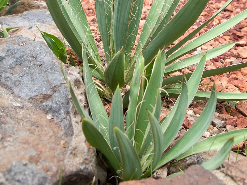Yucca Flaccida | Yucca | Agavaceae