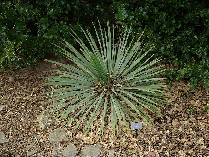 Yucca Glauca Var. Stricta Syn. Yucca Angustifolia | Yucca | Agavaceae