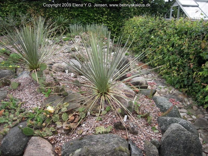 Yucca Glauca Var. Stricta Syn. Yucca Angustifolia | Yucca | Agavaceae