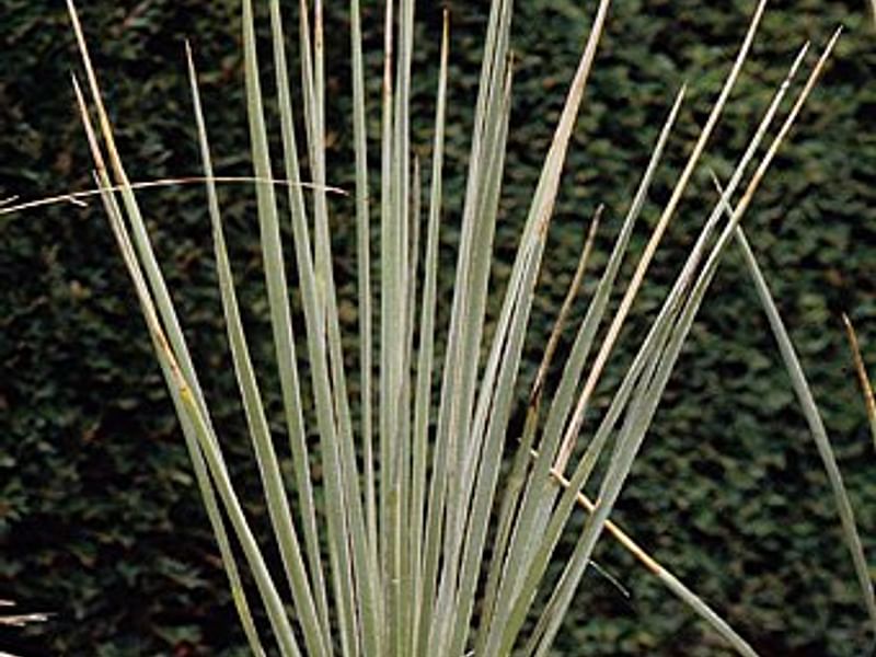 Yucca Glauca Var. Stricta Syn. Yucca Angustifolia | Yucca | Agavaceae