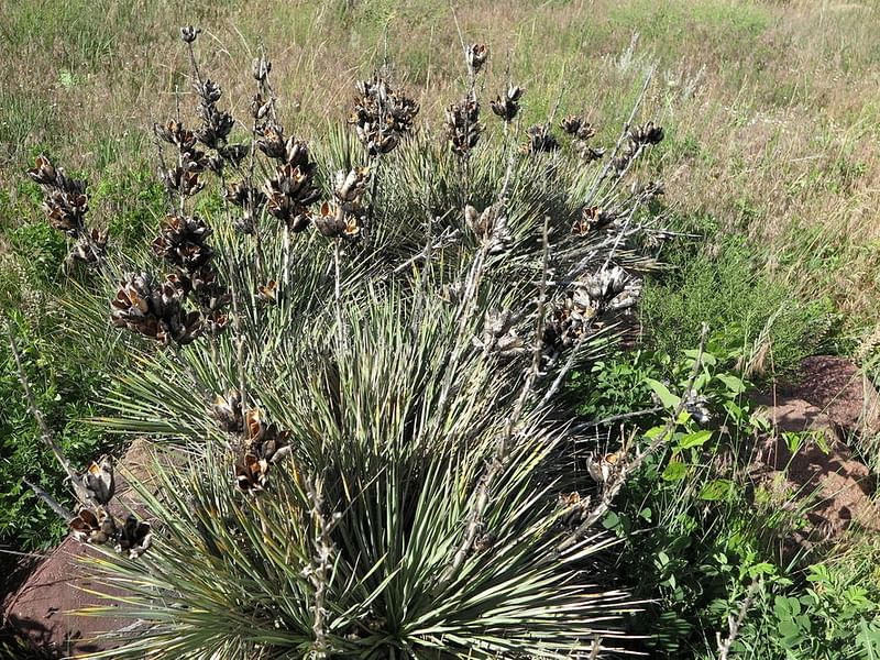 Yucca Glauca Var. Stricta Syn. Yucca Angustifolia | Yucca | Agavaceae