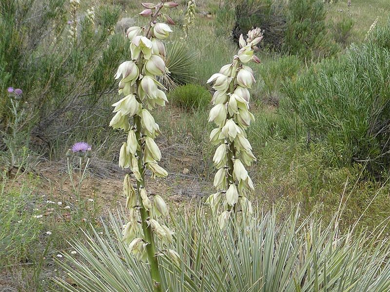 Yucca Glauca Var. Stricta Syn. Yucca Angustifolia | Yucca | Agavaceae