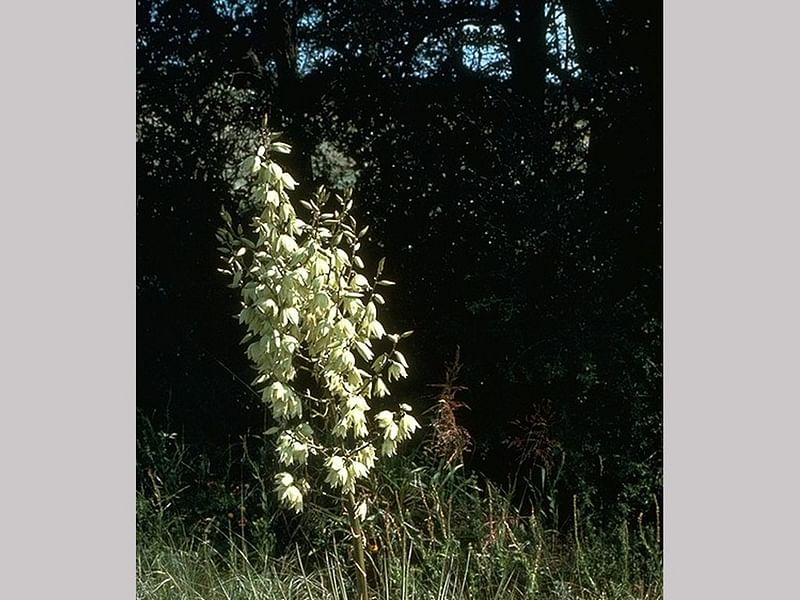 Yucca Glauca Var. Stricta Syn. Yucca Angustifolia | Yucca | Agavaceae