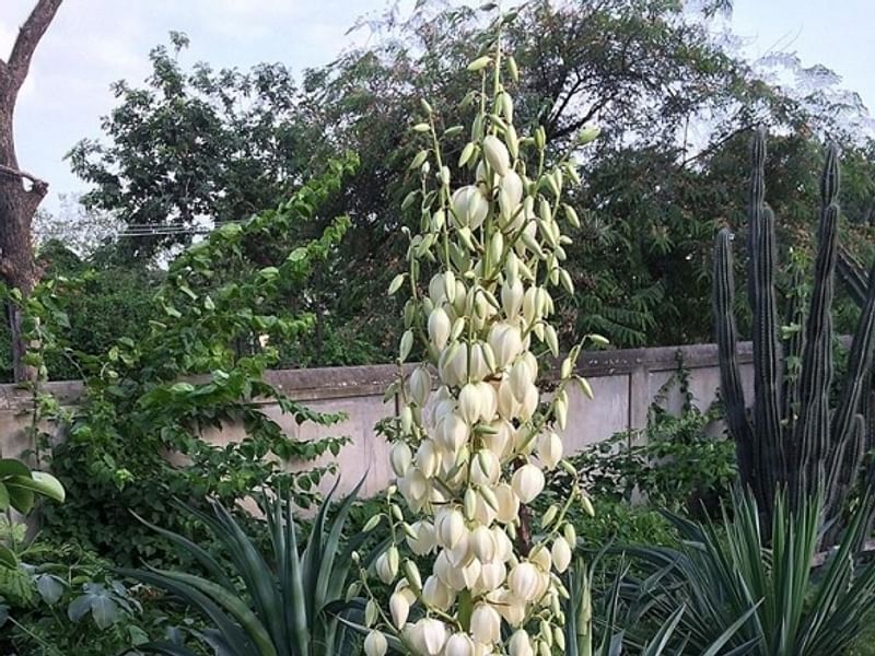 Yucca Gloriosa Nobilis | Yucca | Agavaceae