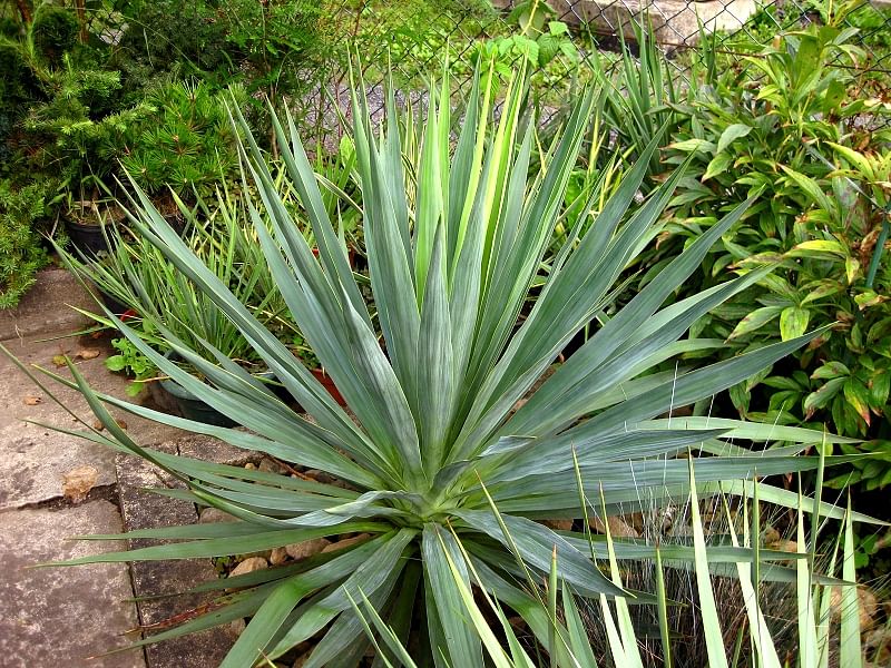 Yucca Gloriosa Nobilis | Yucca | Agavaceae