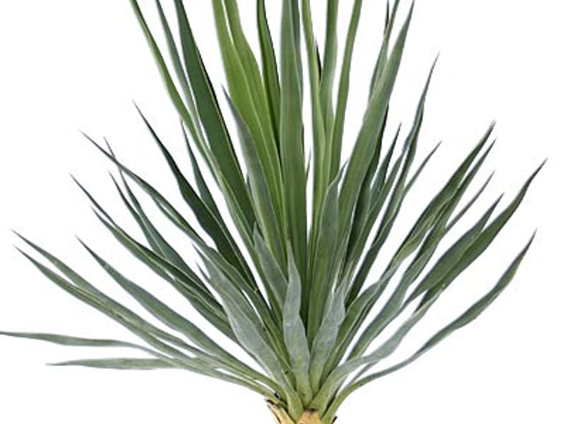 Yucca Gloriosa Nobilis | Yucca | Agavaceae