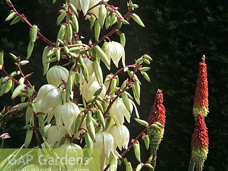 Yucca Gloriosa Nobilis | Yucca | Agavaceae