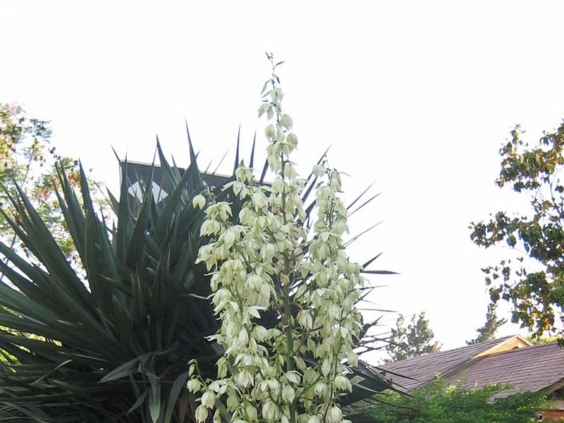 Yucca Gloriosa Nobilis | Yucca | Agavaceae