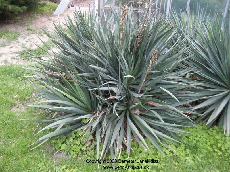 Yucca Gloriosa Nobilis | Yucca | Agavaceae