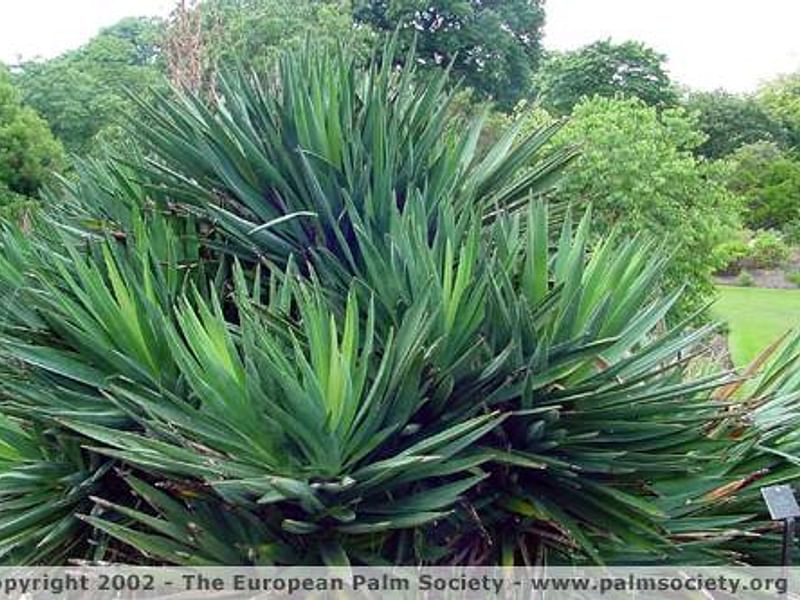 Yucca Gloriosa Nobilis | Yucca | Agavaceae