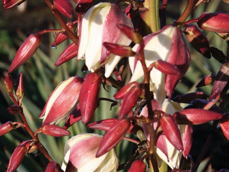 Yucca Gloriosa Nobilis | Yucca | Agavaceae