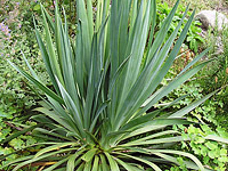 Yucca Gloriosa Nobilis | Yucca | Agavaceae