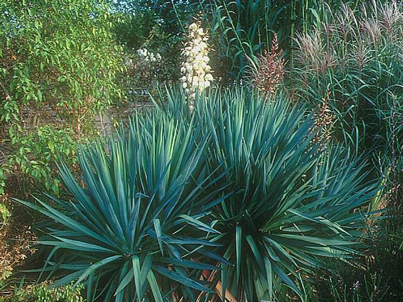 Yucca Gloriosa Nobilis | Yucca | Agavaceae