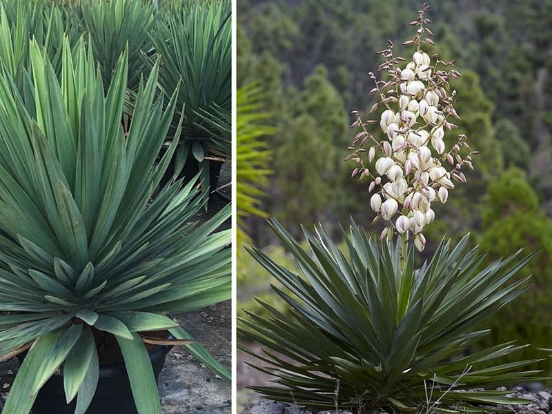 Yucca Gloriosa Nobilis | Yucca | Agavaceae