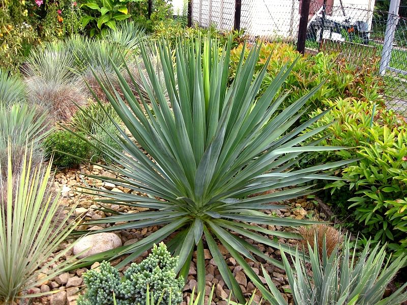 Yucca Gloriosa Nobilis | Yucca | Agavaceae