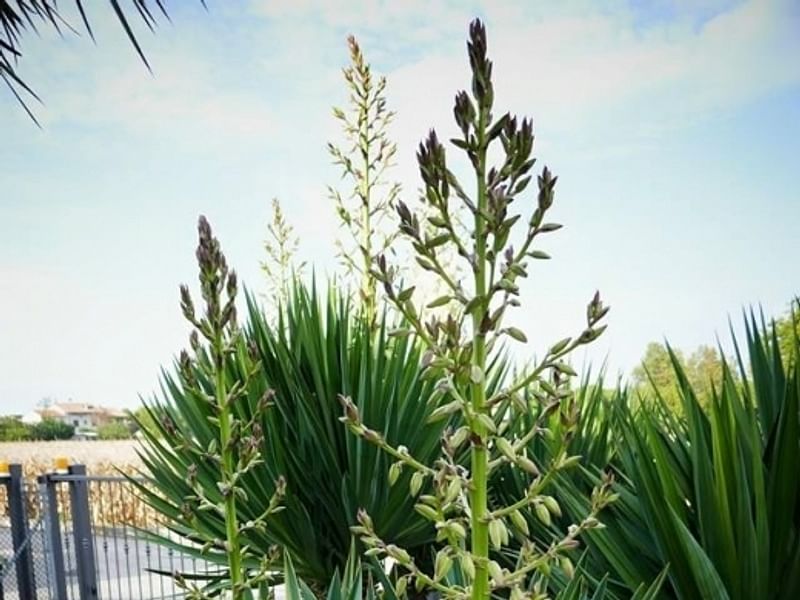 Yucca Gloriosa Nobilis | Yucca | Agavaceae