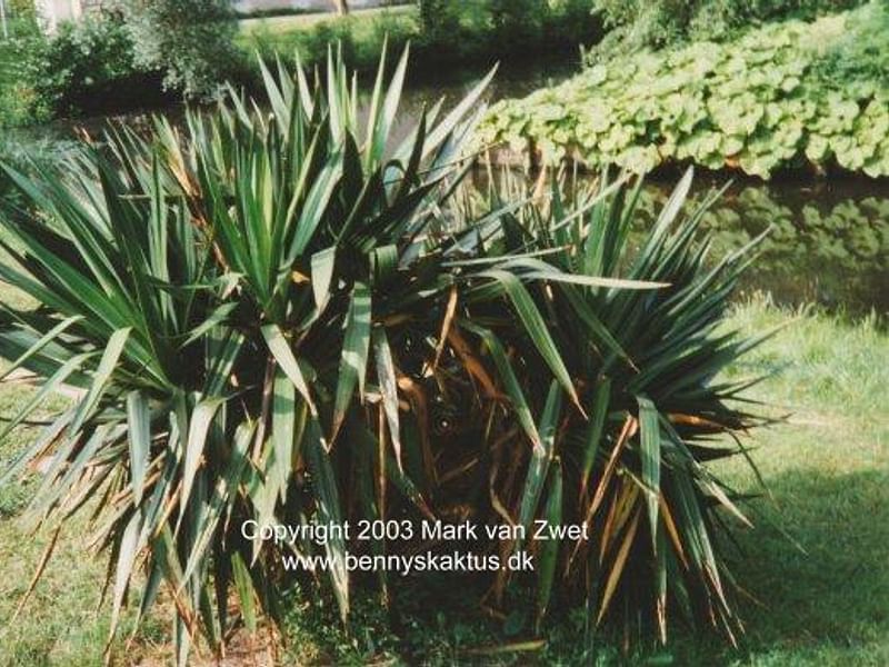 Yucca Gloriosa Nobilis | Yucca | Agavaceae