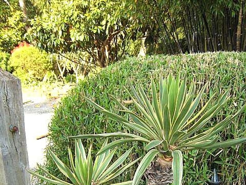 Yucca Gloriosa Variegata | Yucca | Agavaceae
