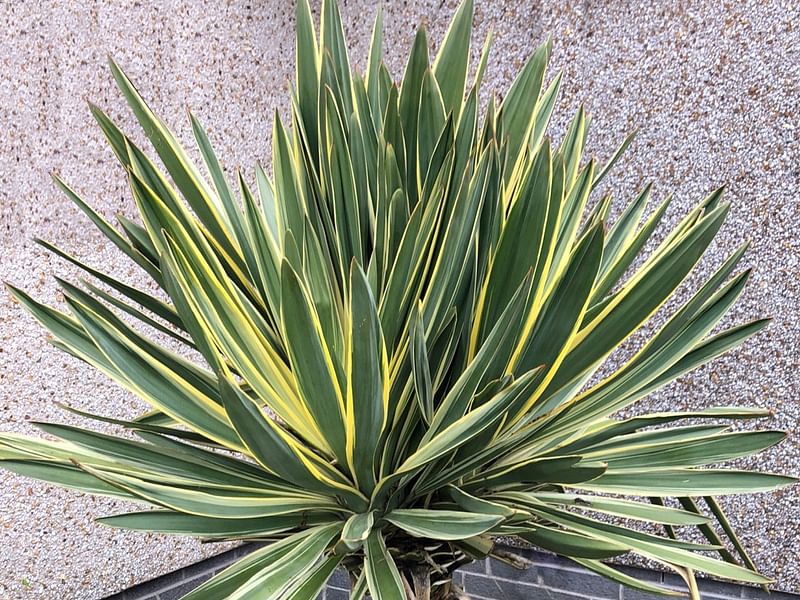 Yucca Gloriosa Variegata | Yucca | Agavaceae