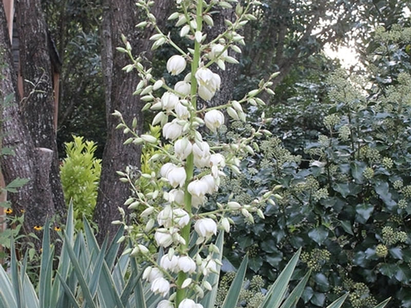 Yucca Gloriosa Variegata | Yucca | Agavaceae