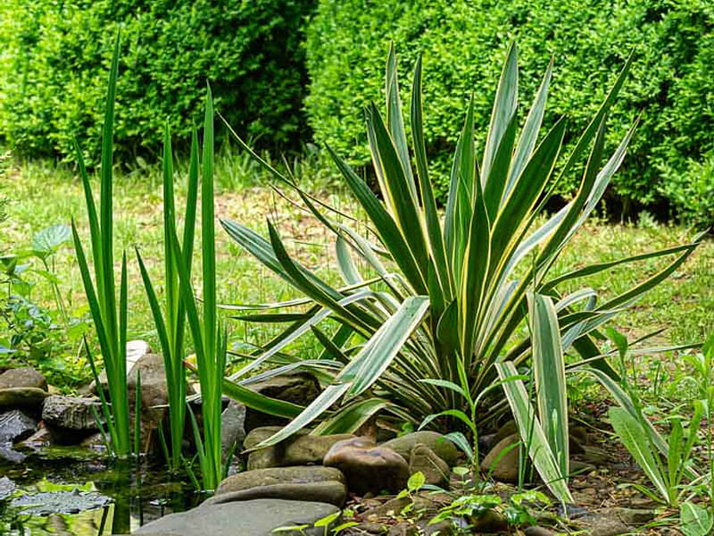 Yucca Gloriosa Variegata | Yucca | Agavaceae