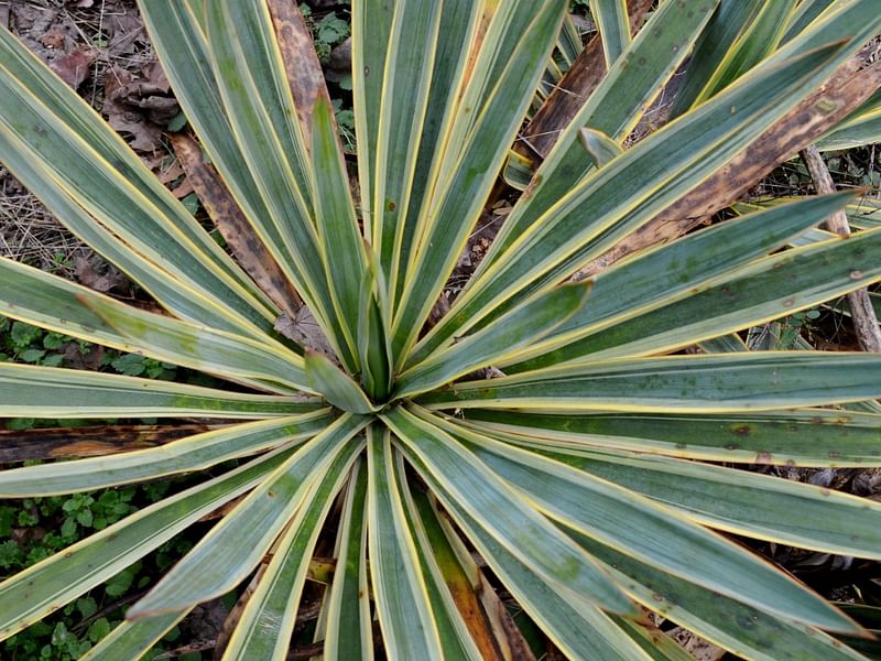 Yucca Gloriosa Variegata | Yucca | Agavaceae
