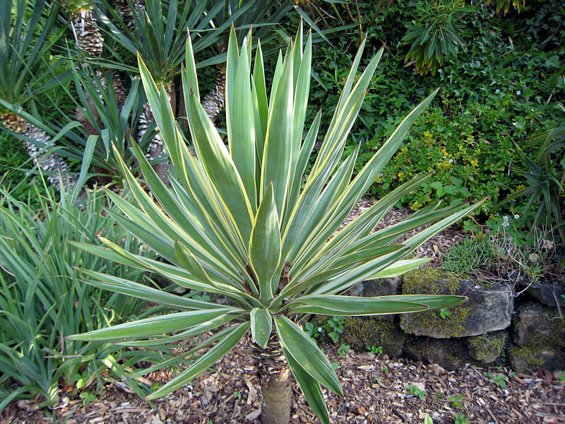 Yucca Gloriosa Variegata | Yucca | Agavaceae