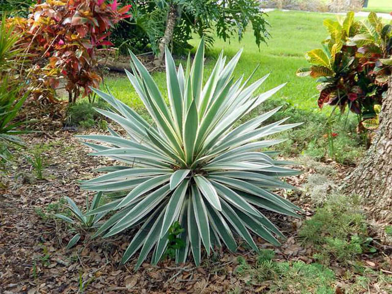 Yucca Gloriosa Variegata | Yucca | Agavaceae