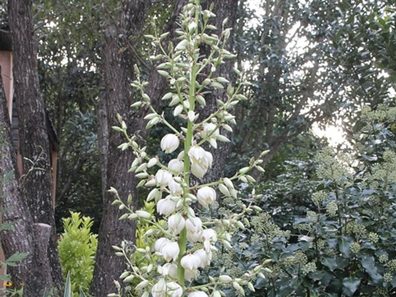 Yucca Gloriosa Variegata | Yucca | Agavaceae
