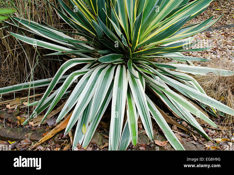 Yucca Gloriosa Variegata | Yucca | Agavaceae