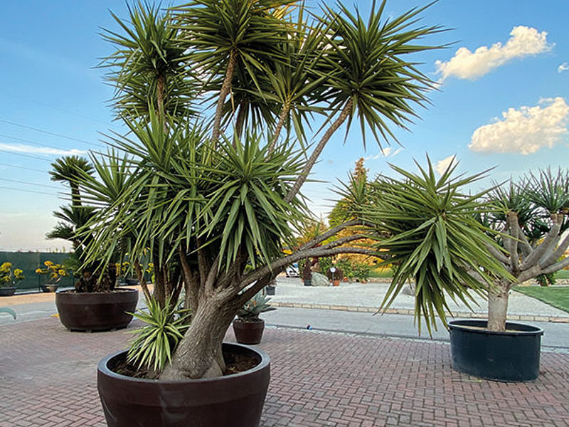 Yucca Gloriosa Variegata | Yucca | Agavaceae