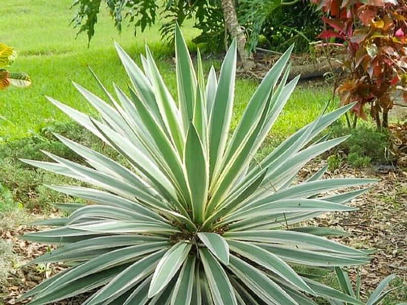 Yucca Gloriosa Variegata | Yucca | Agavaceae