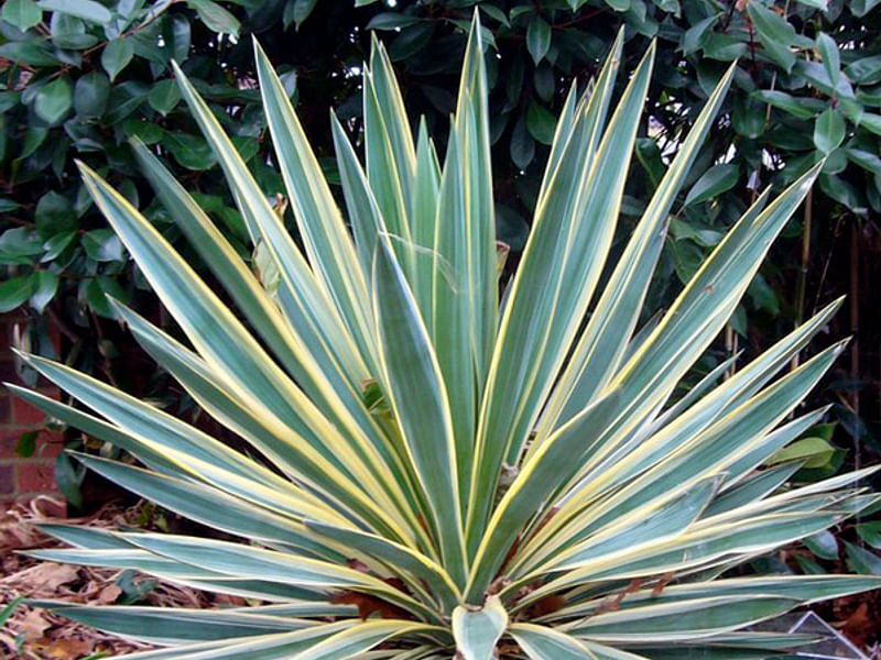 Yucca Gloriosa Variegata | Yucca | Agavaceae