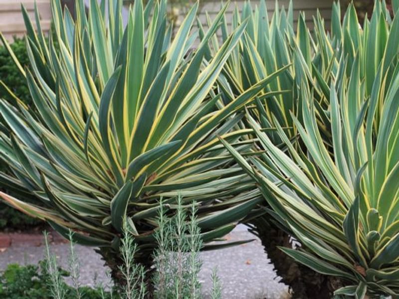 Yucca Gloriosa Variegata | Yucca | Agavaceae