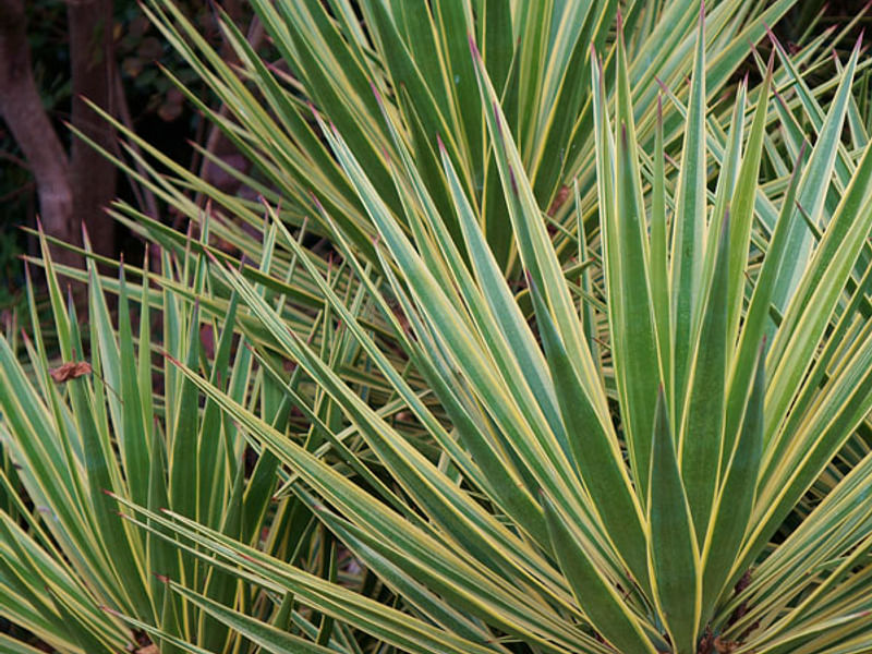 Yucca Gloriosa Variegata | Yucca | Agavaceae