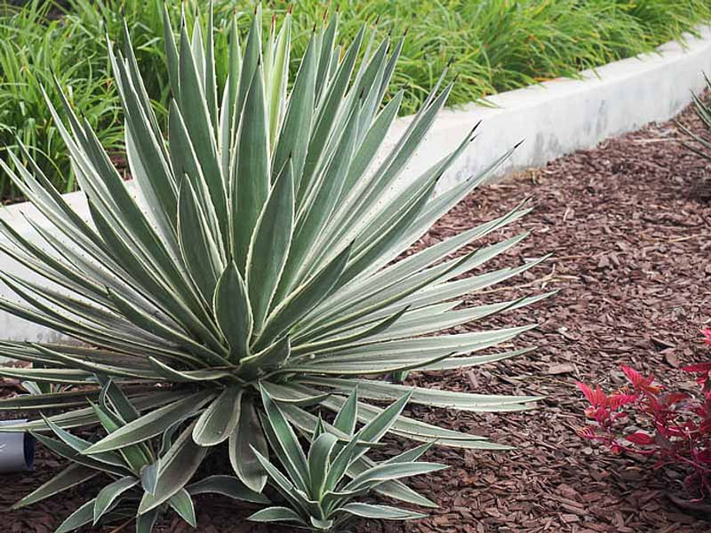 Yucca Gloriosa Variegata | Yucca | Agavaceae