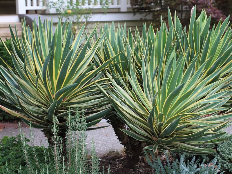 Yucca Gloriosa Variegata | Yucca | Agavaceae