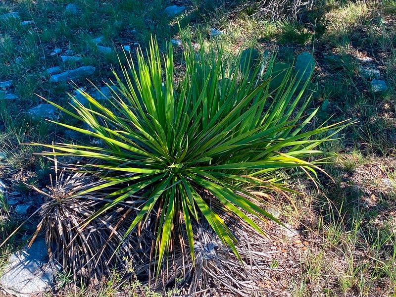 Yucca Natural Hybrid | Yucca | Agavaceae