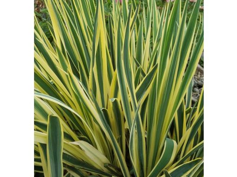 Yucca Natural Hybrid | Yucca | Agavaceae