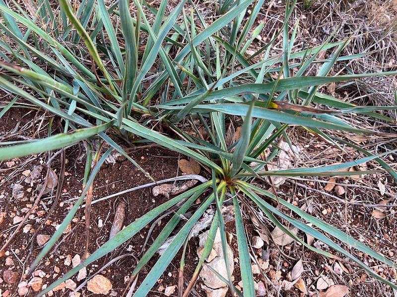 Yucca Natural Hybrid | Yucca | Agavaceae