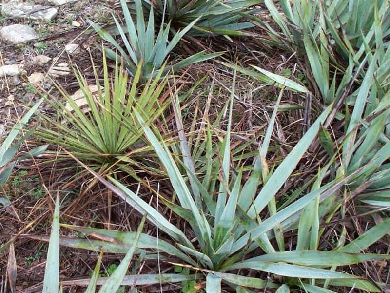 Yucca Natural Hybrid | Yucca | Agavaceae