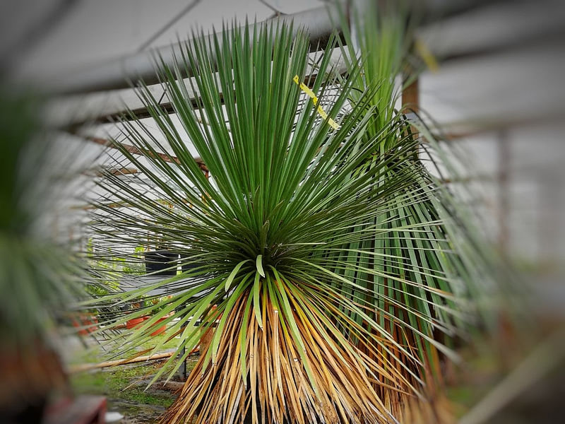 Yucca Natural Hybrid | Yucca | Agavaceae