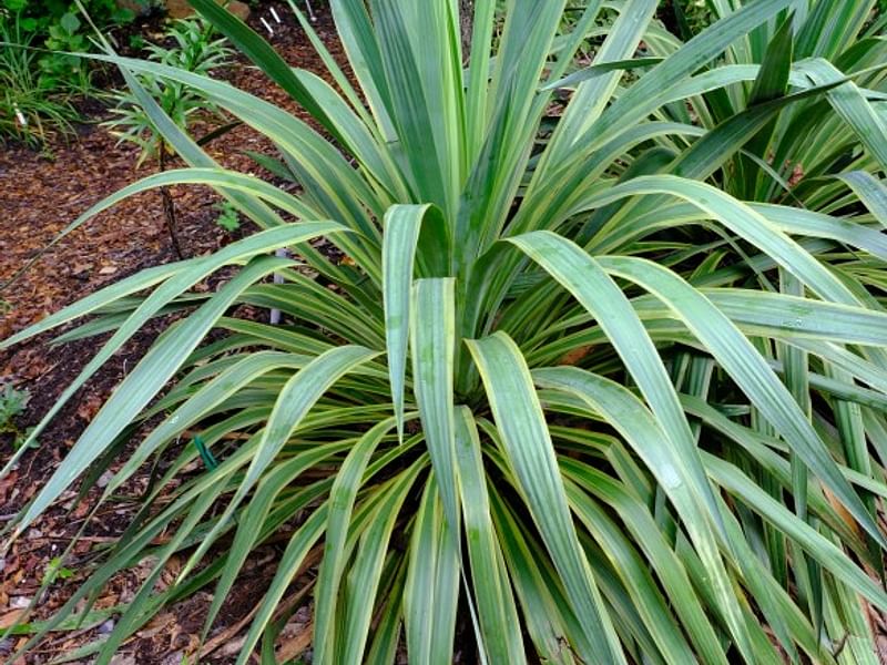 Yucca Natural Hybrid | Yucca | Agavaceae